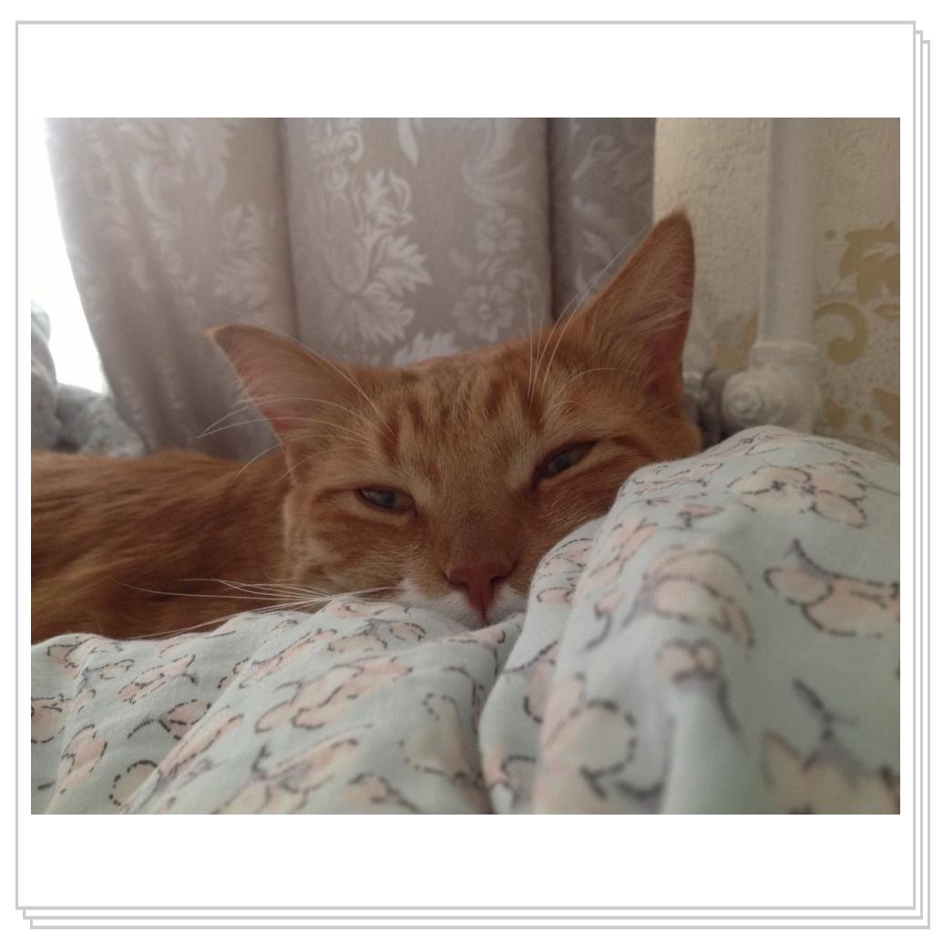 Нежится среди подушек