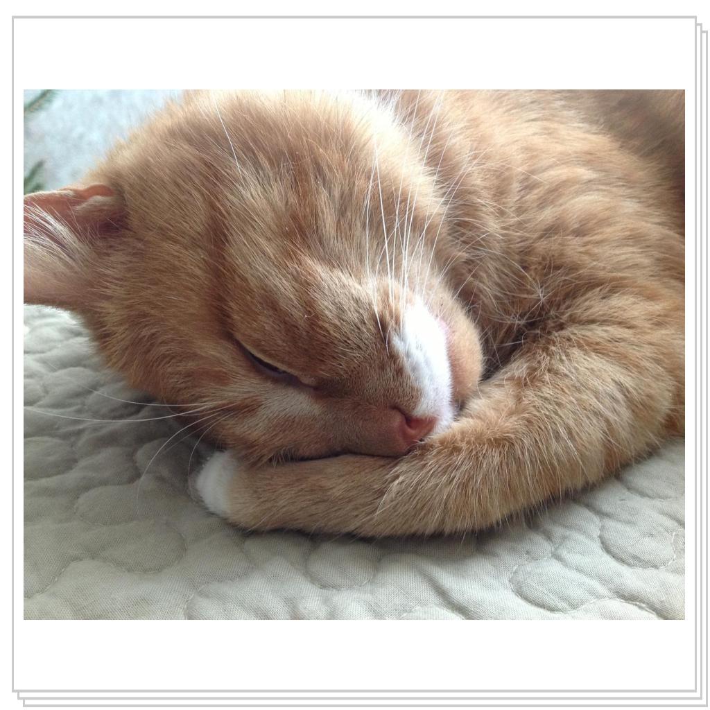 Прячем нос- к похолоданию