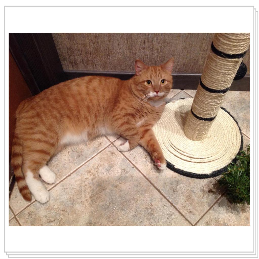 Купили когтеточку