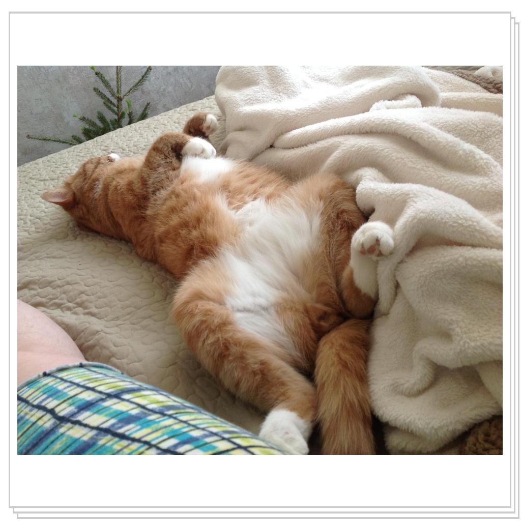 Брюхо чеши,а?