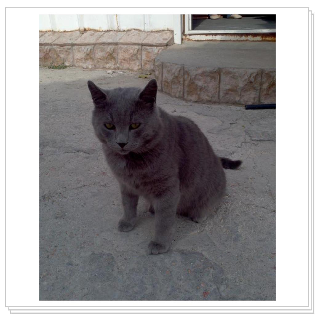 Кошки Севастополя