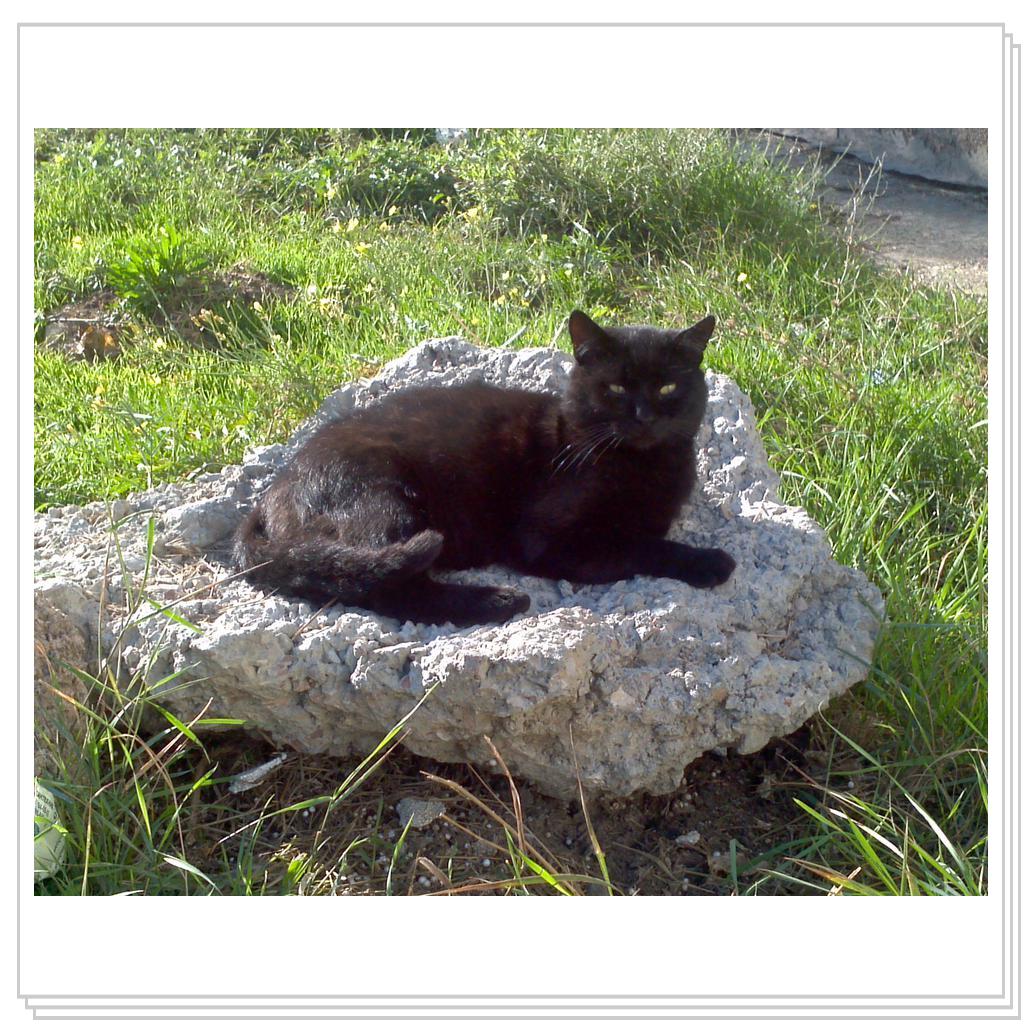 Кошки Севастополя