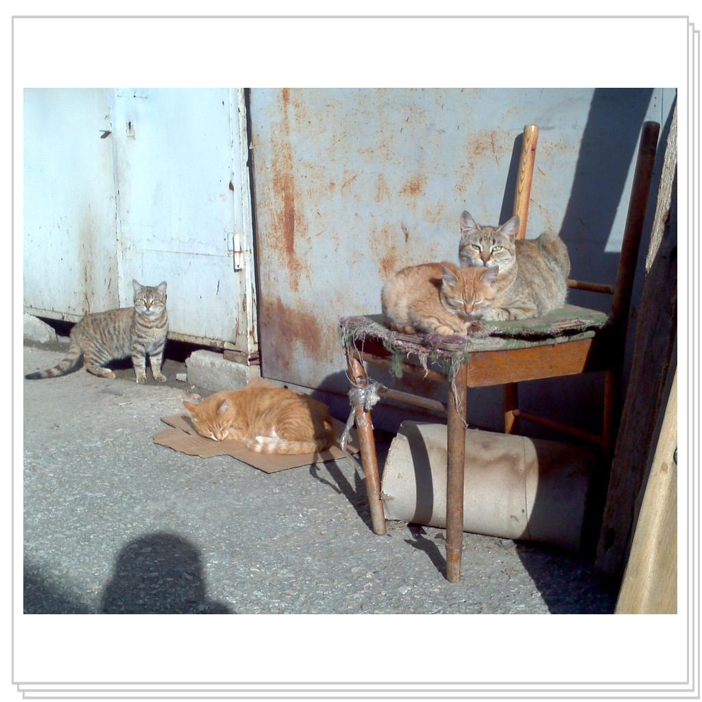 Кошки Севастополя