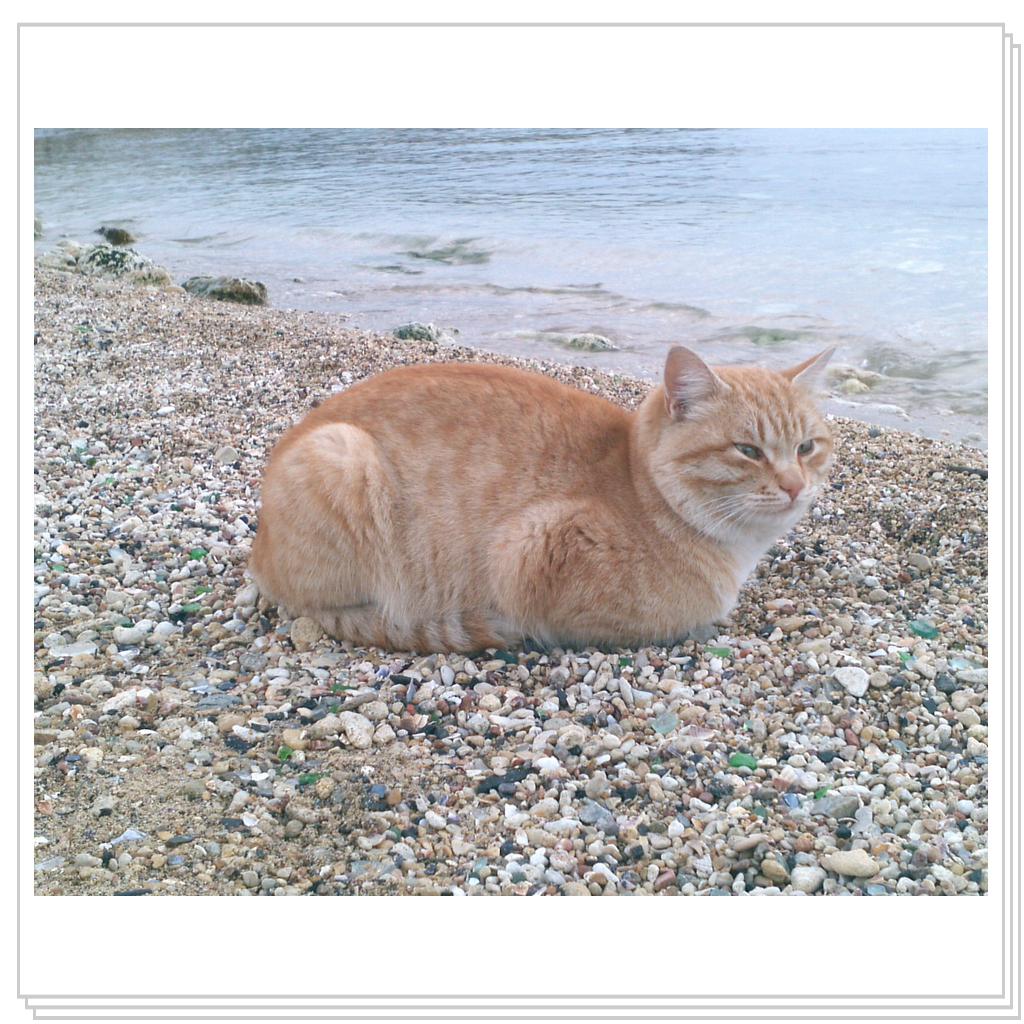 Морской кот