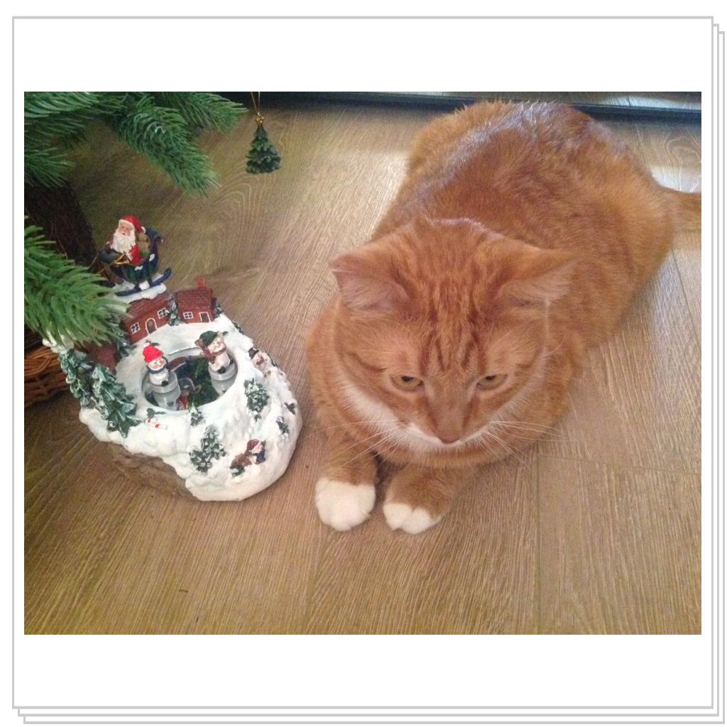 Рыжевский и елка