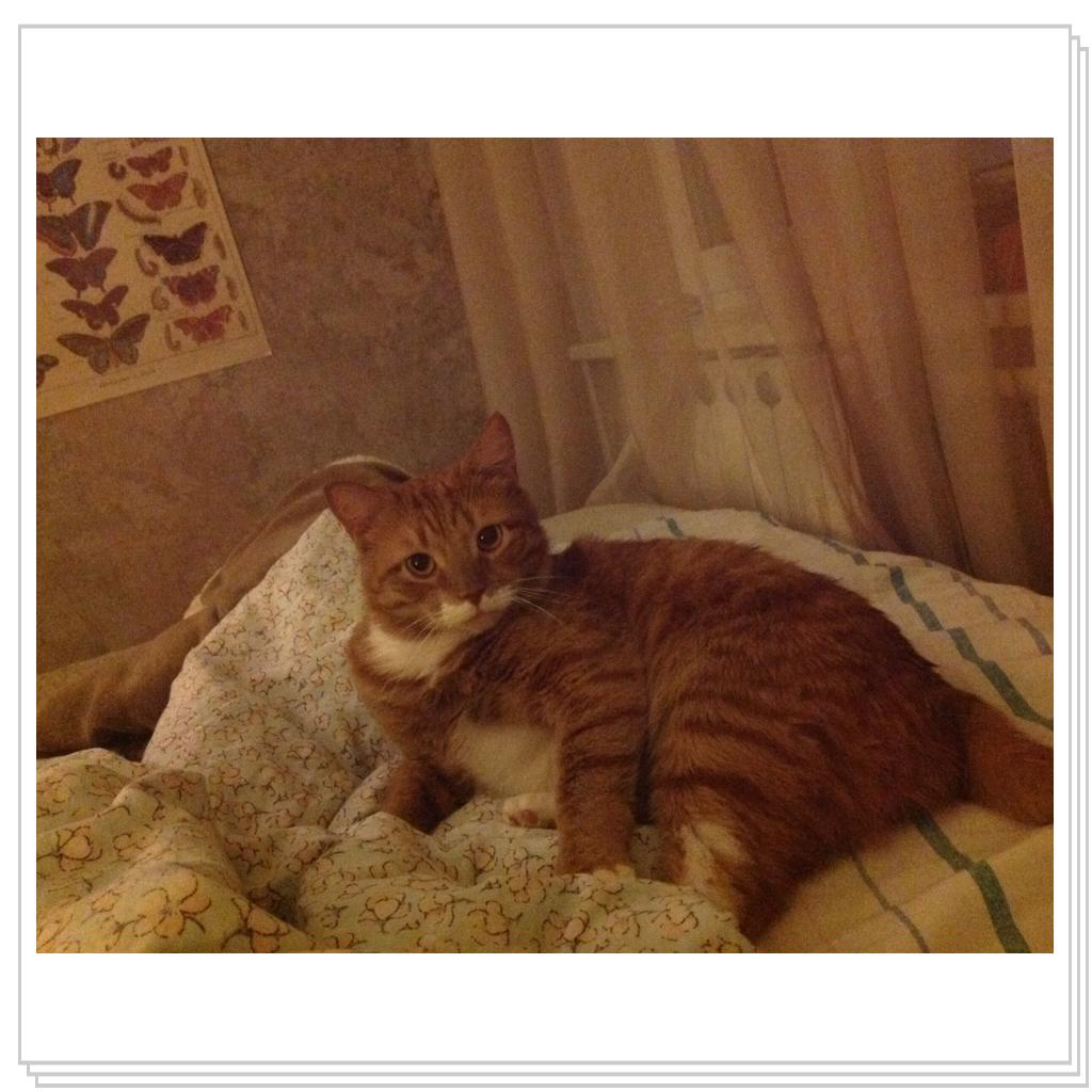 Узнали? это я-Рыжевский!