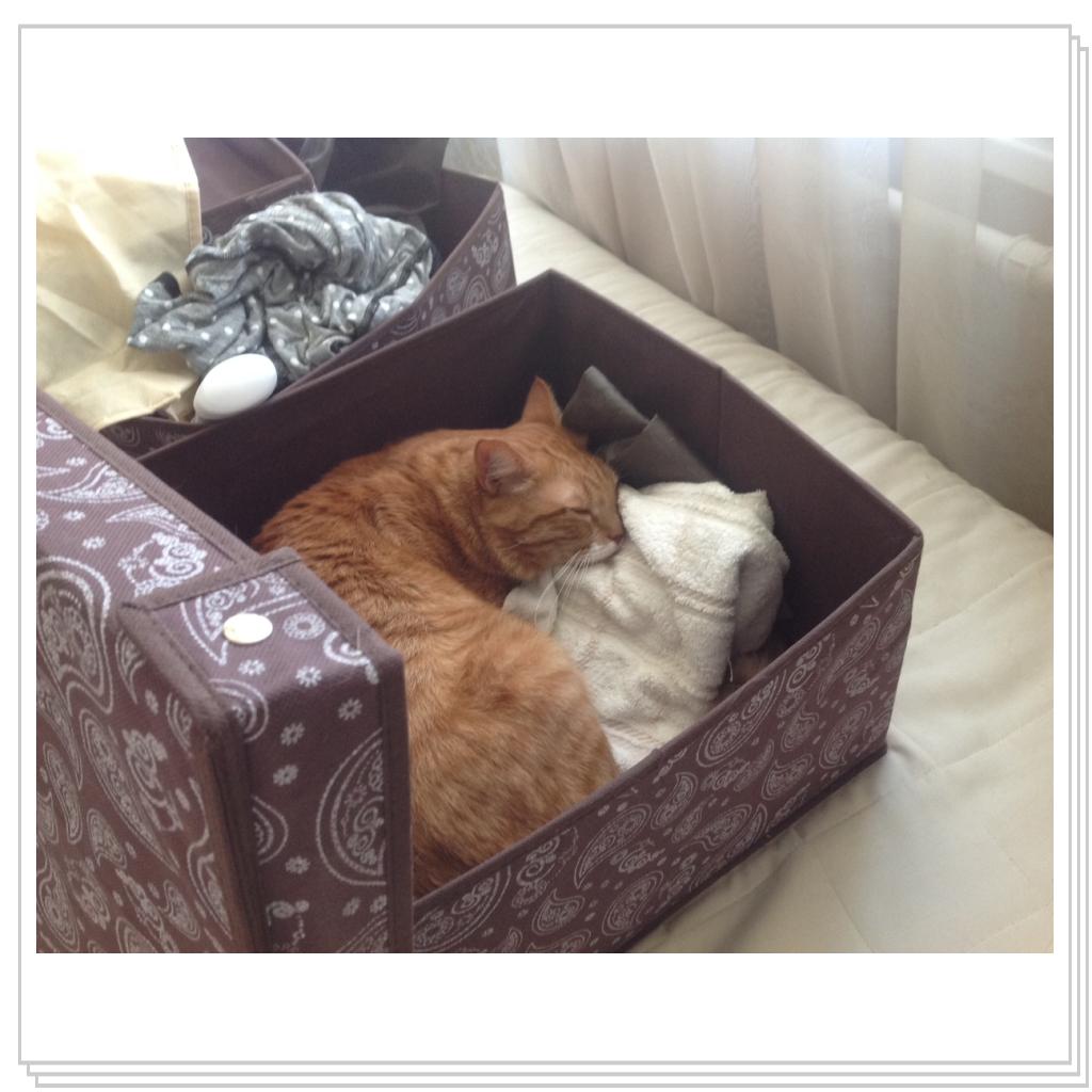 Спать в коробках-любимое занятие