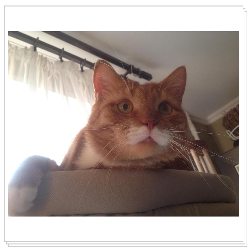 высоко сижу..