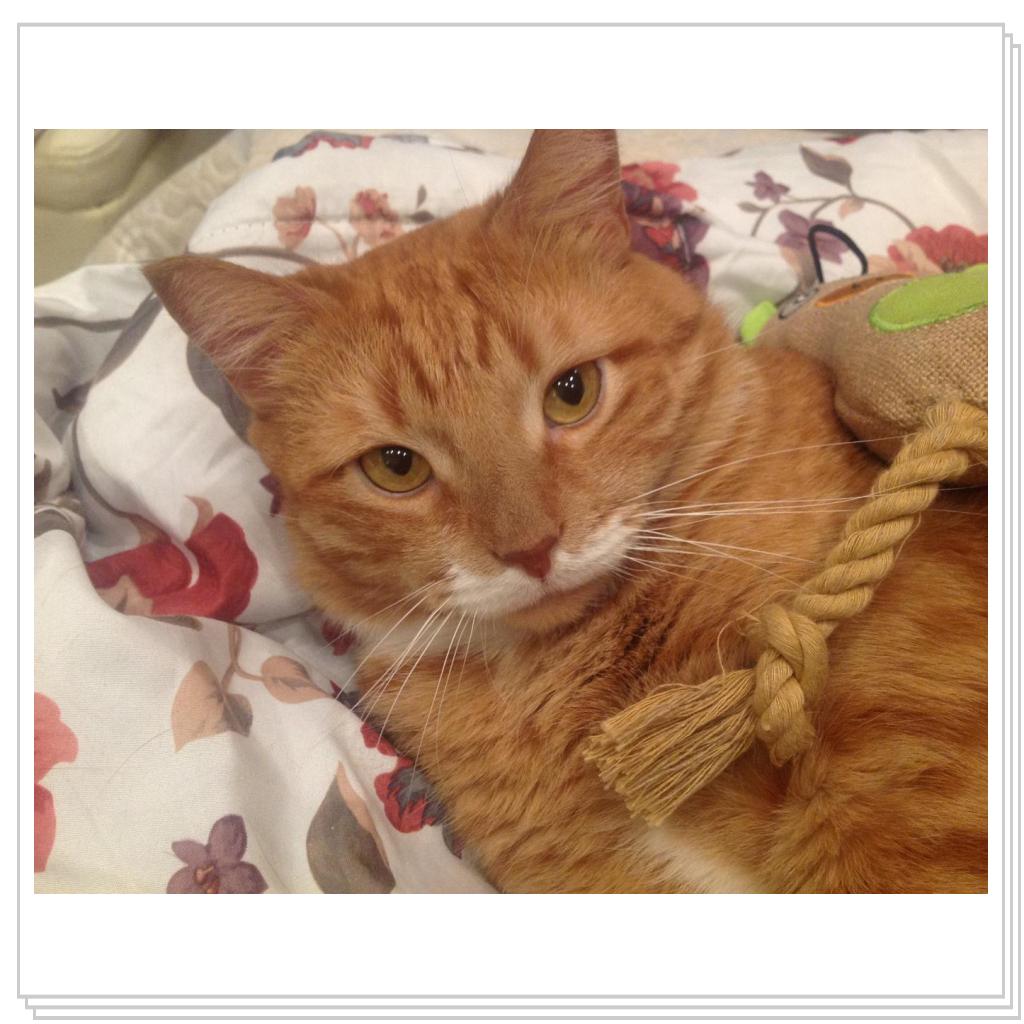 колбасы принесла? чего тогда разбудила?