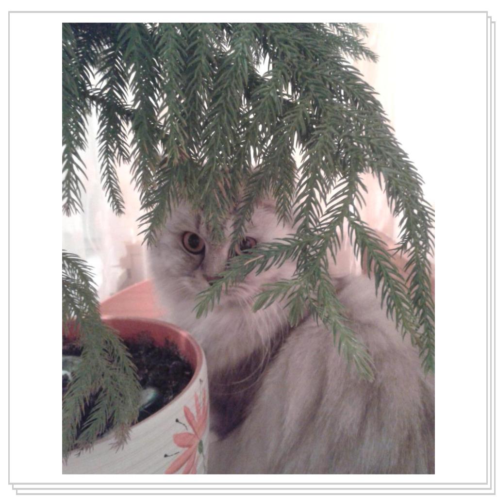 Домашние джунгли....