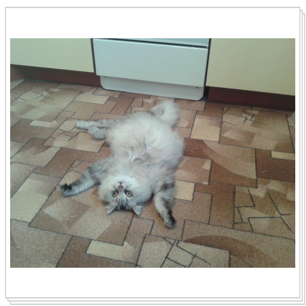 УРА!!! Хозяйки вернулись с дачи!!!!