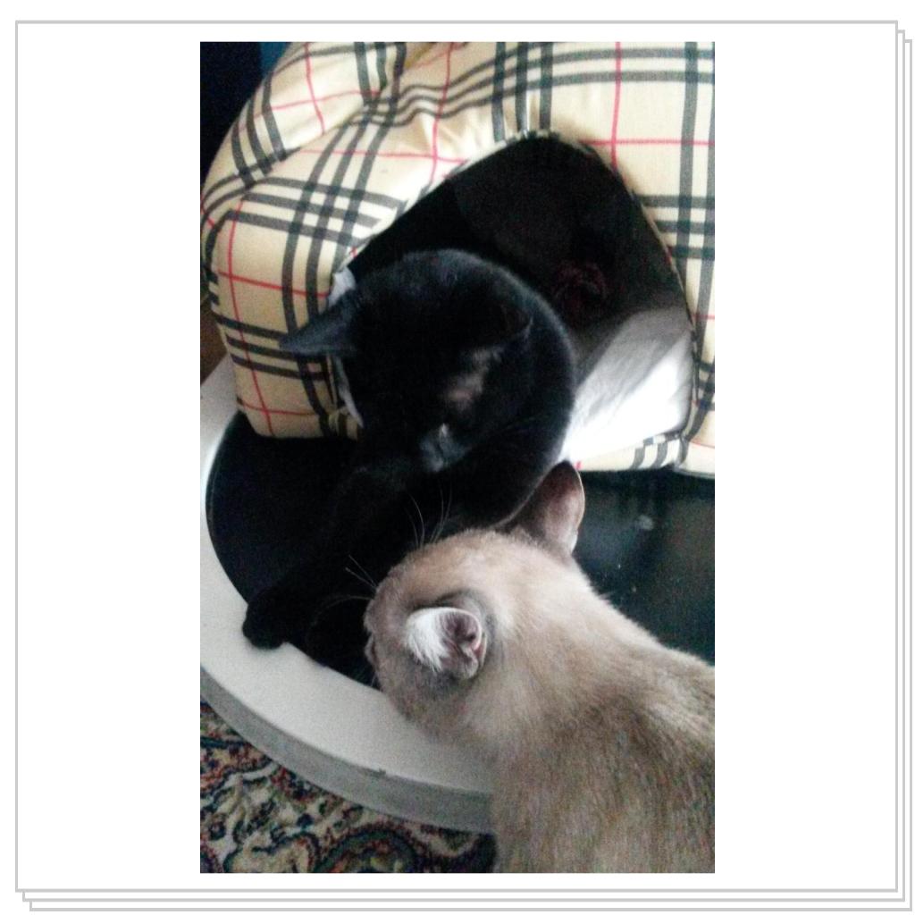 бонни с подружкой :)