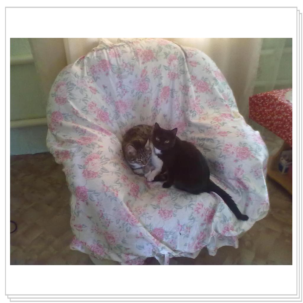 Муся и Барсик