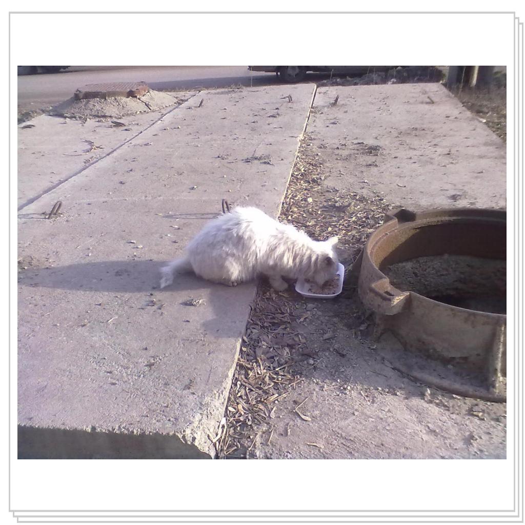 Кот из Колодца