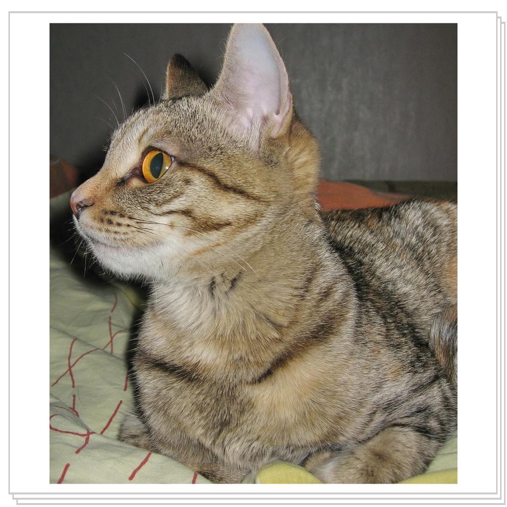 Чем не сфинкс?