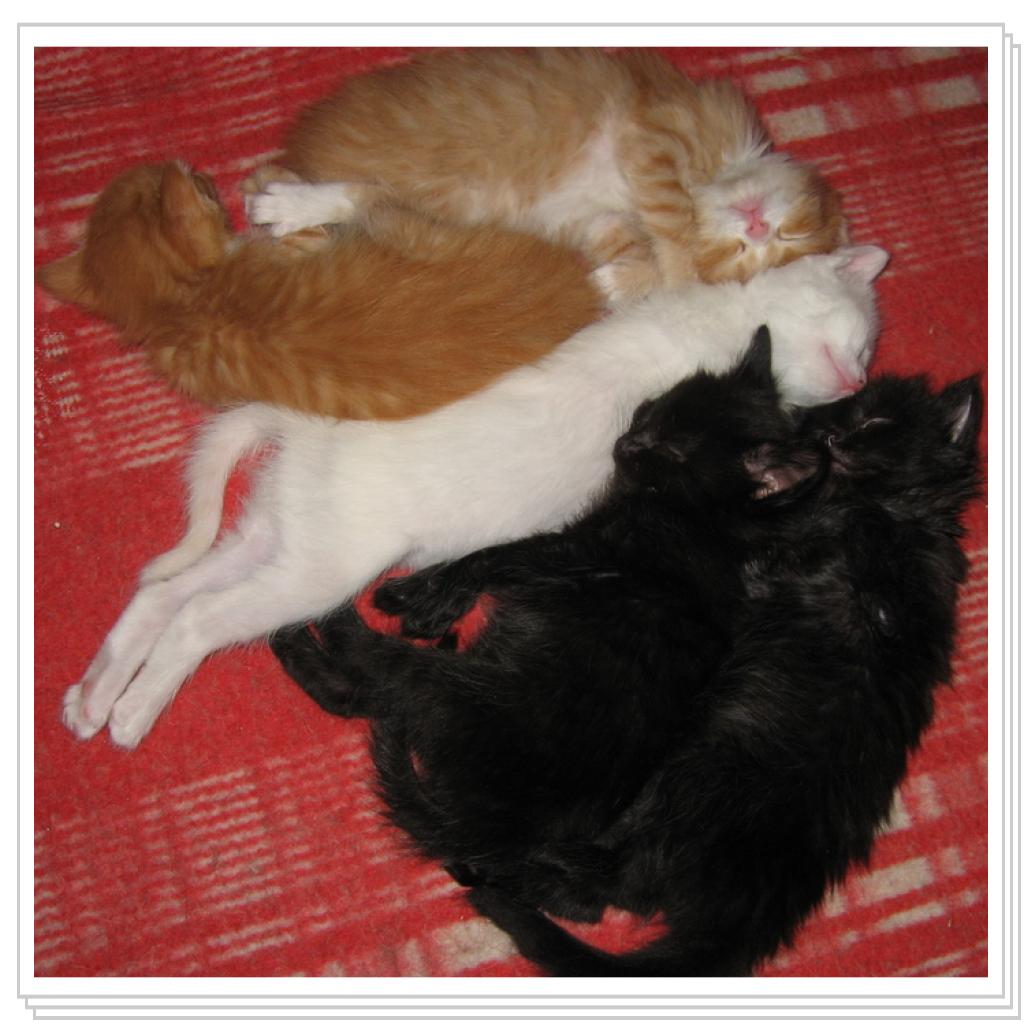 Разделил на мальчиков и девочек, можно спать спокойно!