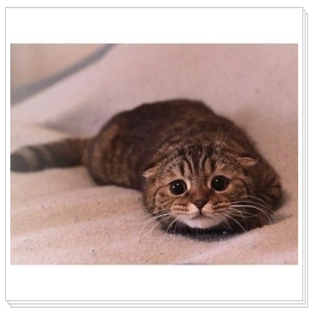 Правда лапочка