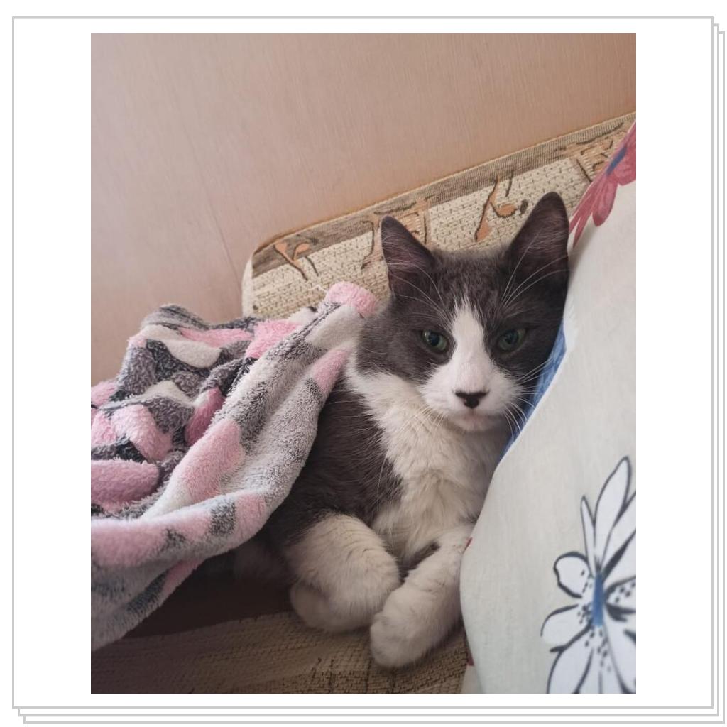 Кот из том и джери