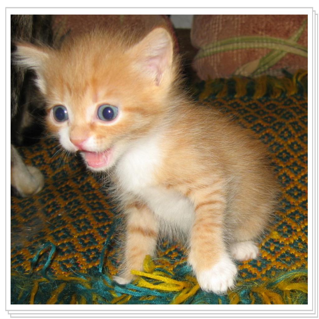 Кто там ест мою кашу?