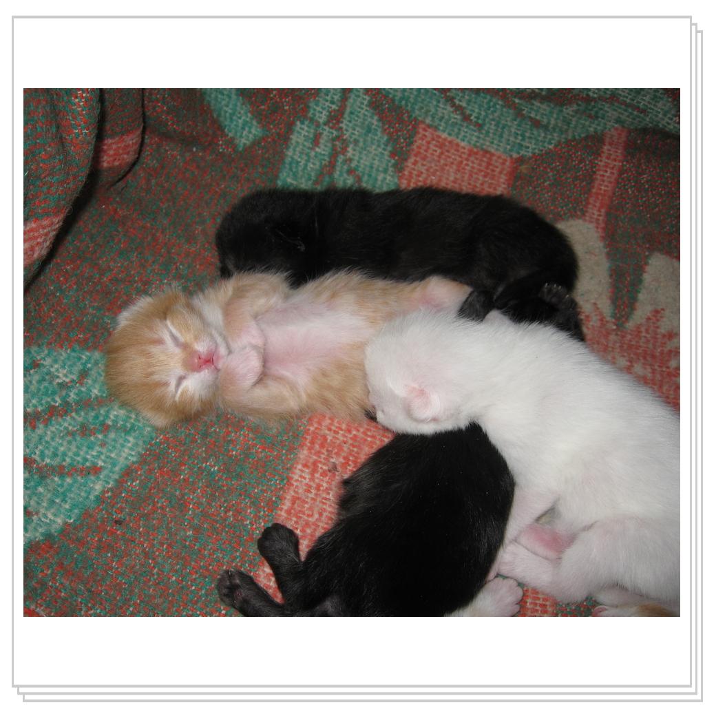 Рыжик - мой любимчик!