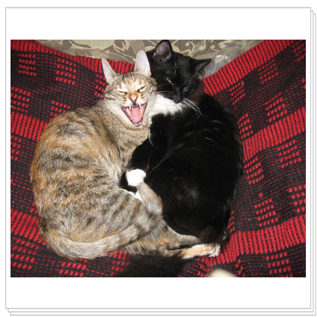 Милый, улыбайся, нас снимают! ))