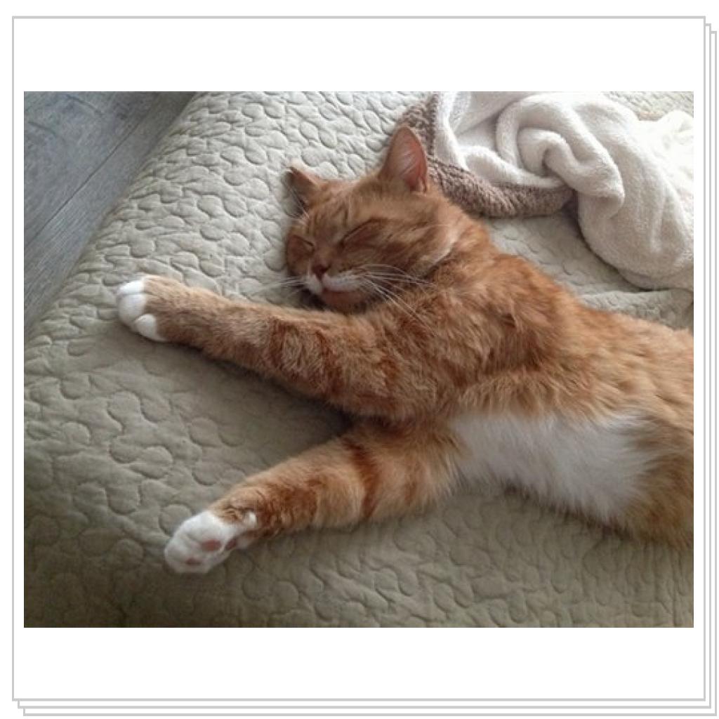 Рыжевский дрыхнет