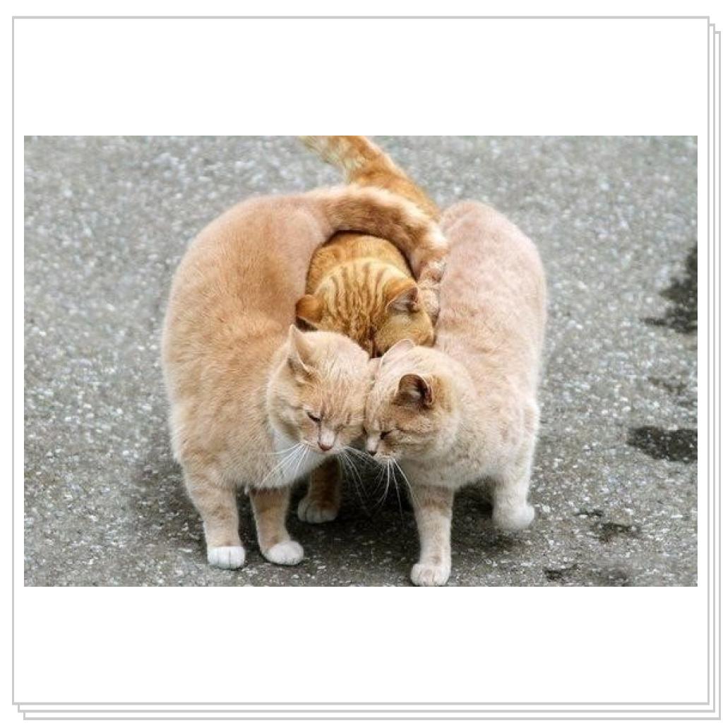 Просто кошки