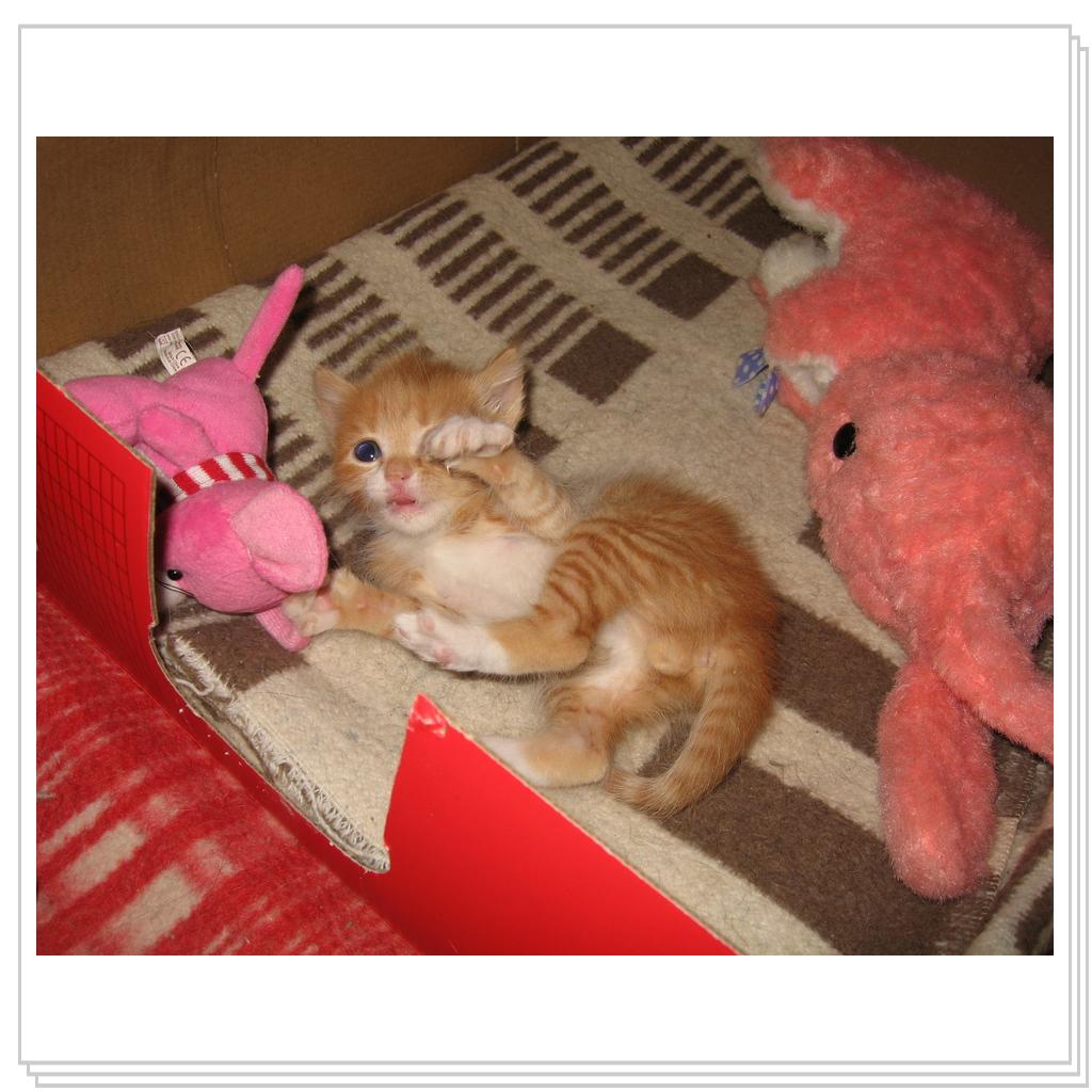 Не подходите близко, я тигренок, а не киска!