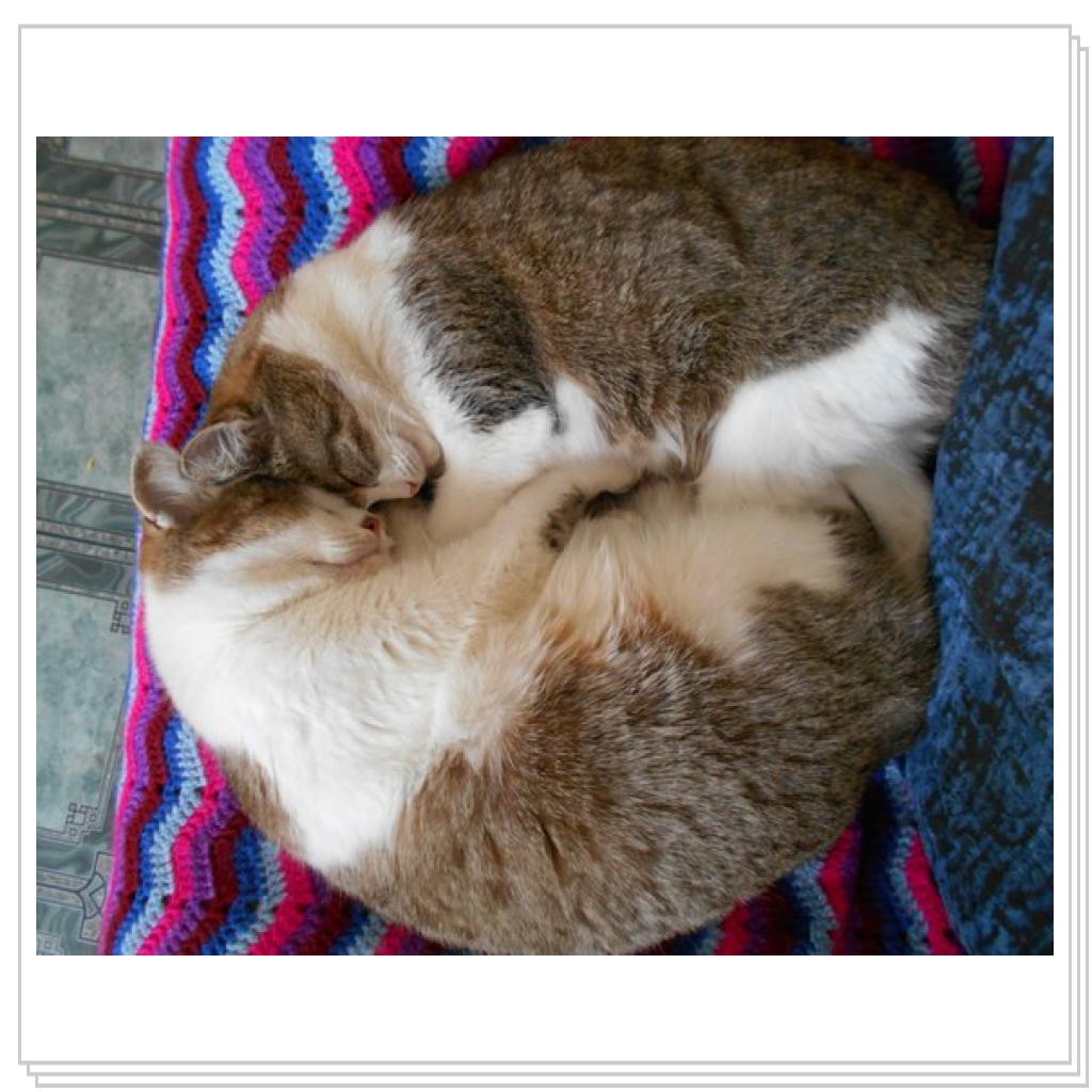 Просто кошки