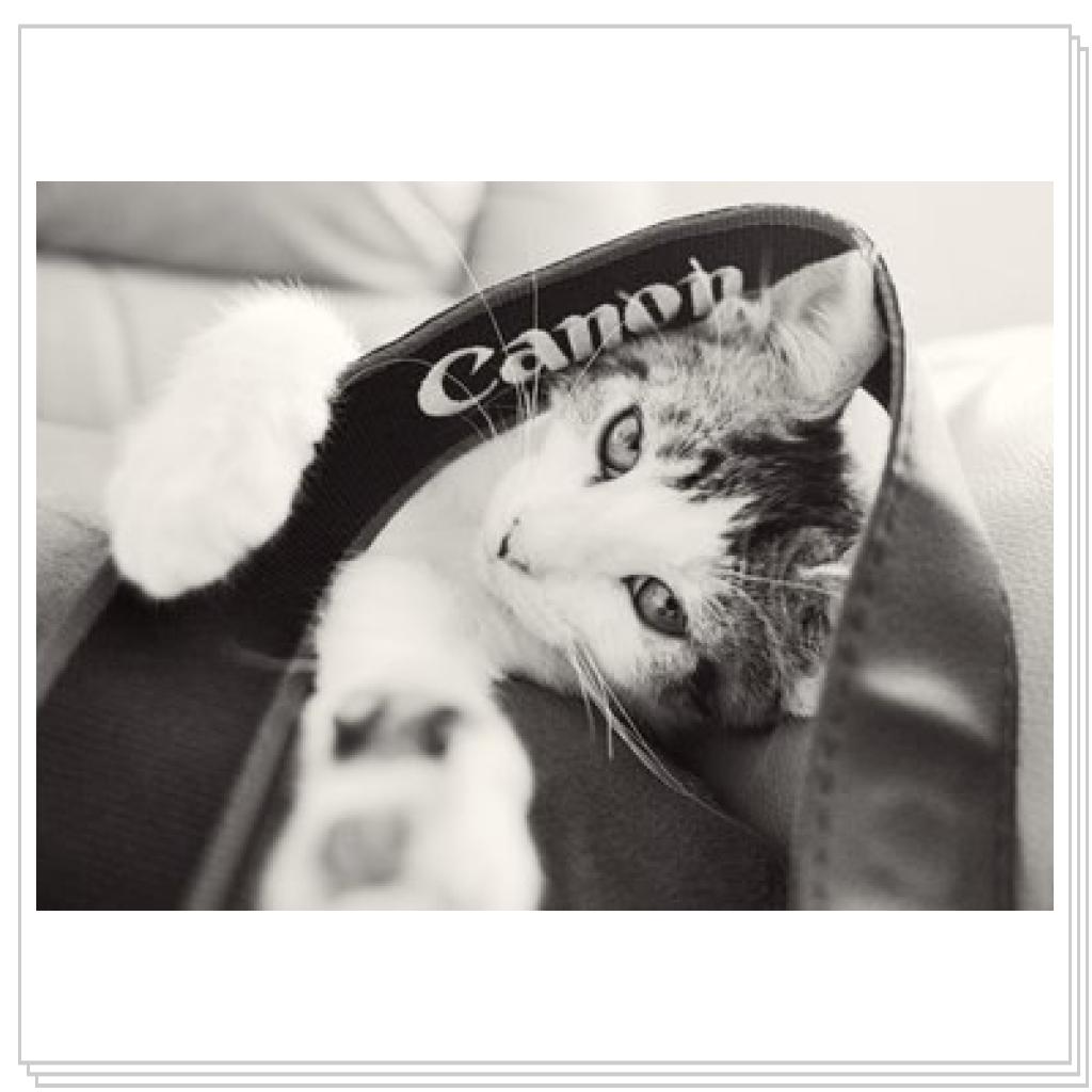 А я думала где мой фотик