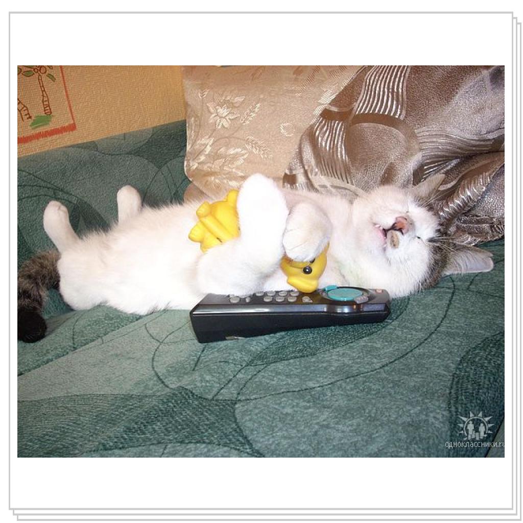 Спят усталые игрушки, кошки спят...