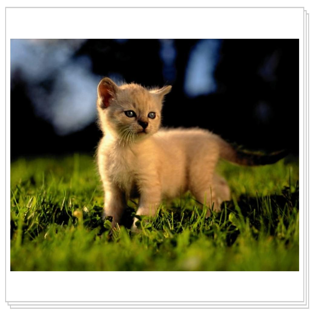 Просто кошки