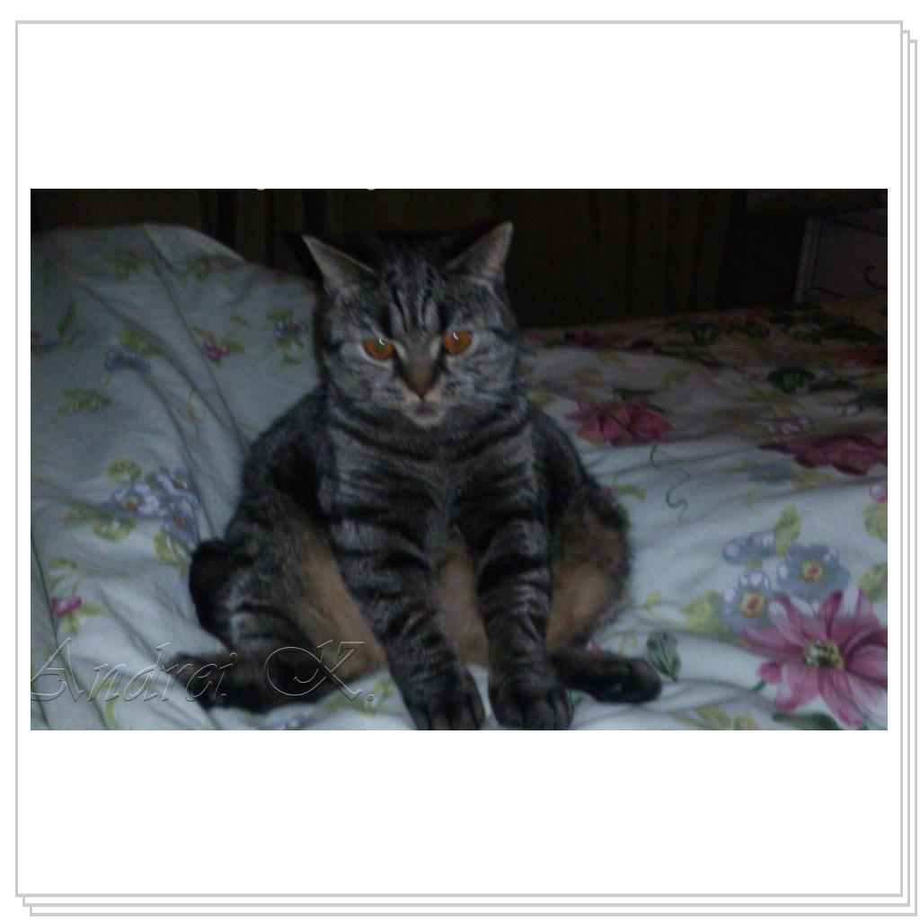 Шотландская кошка. Мила