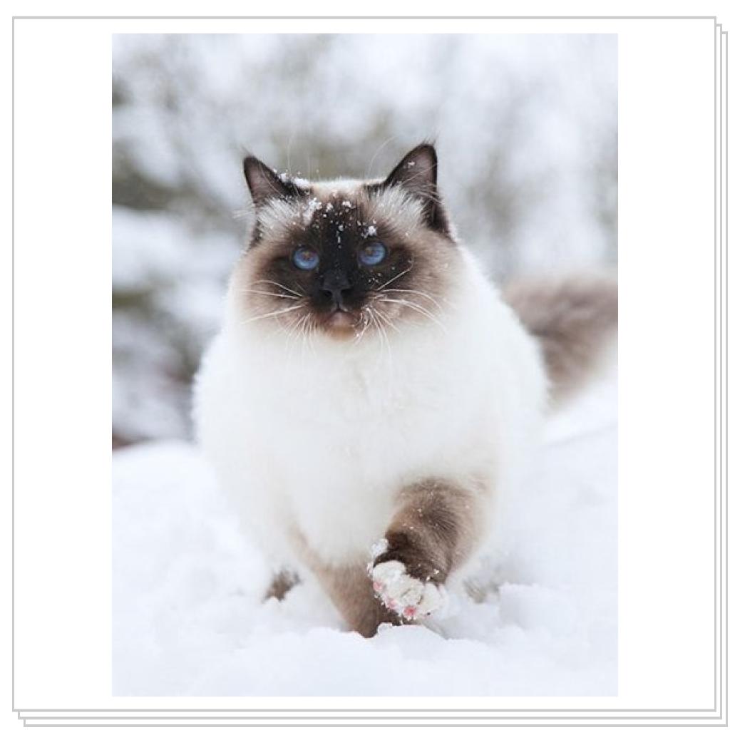 Просто кошки