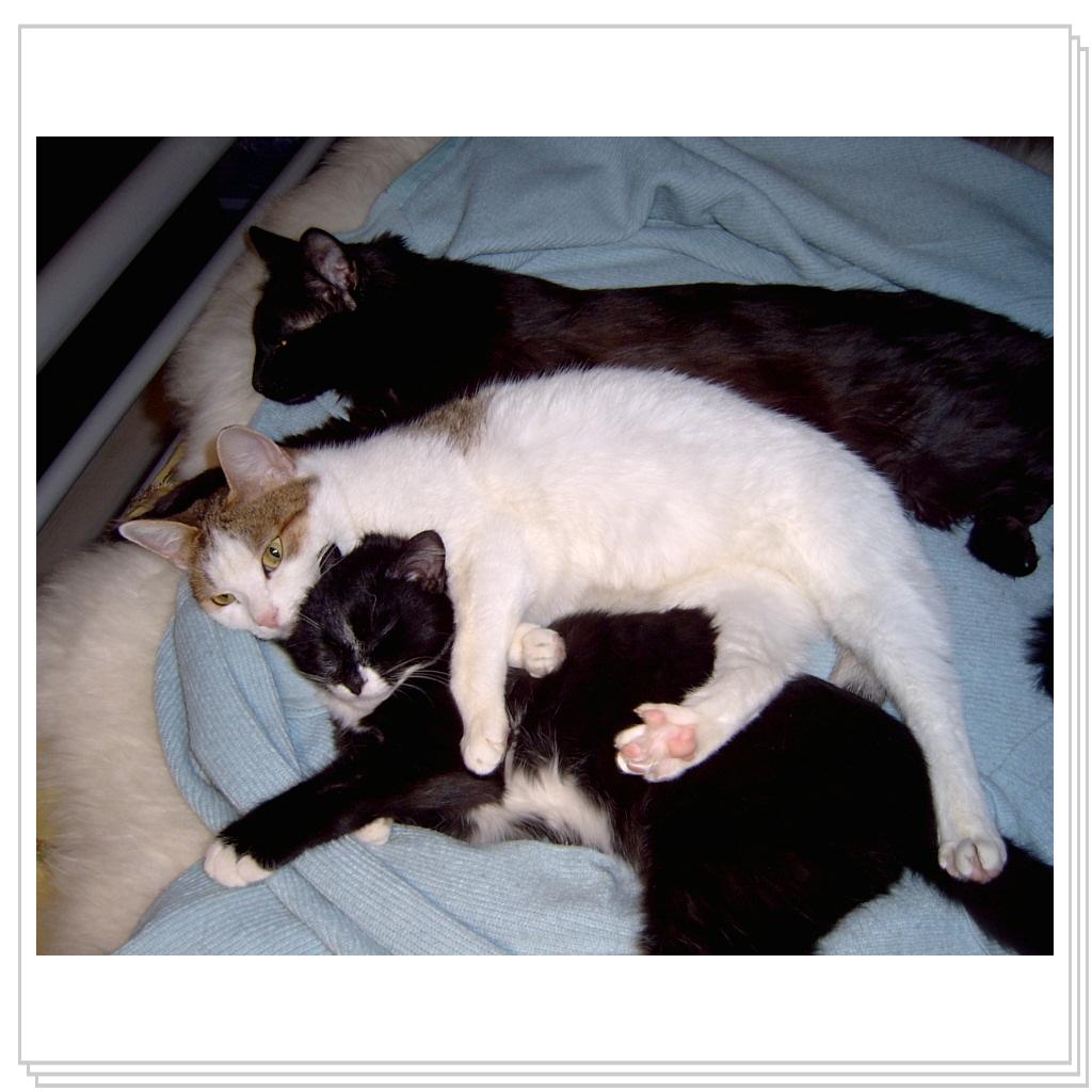 Дася охраняет Джиму