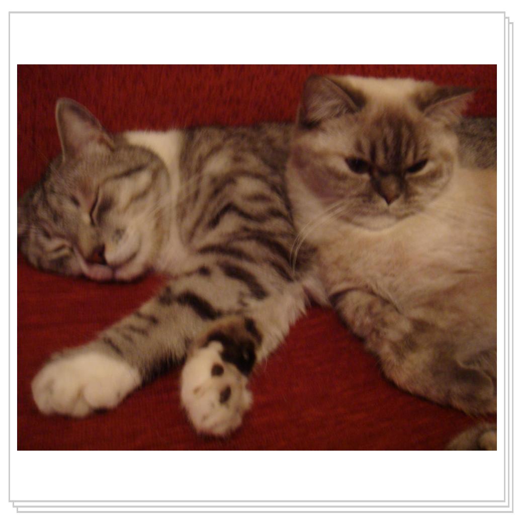 Какая красивая пара!)))