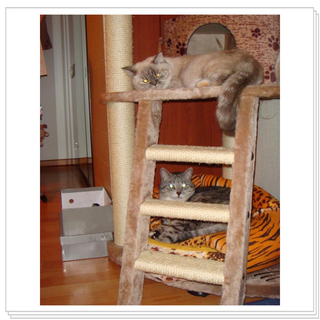 Кошачьи игры