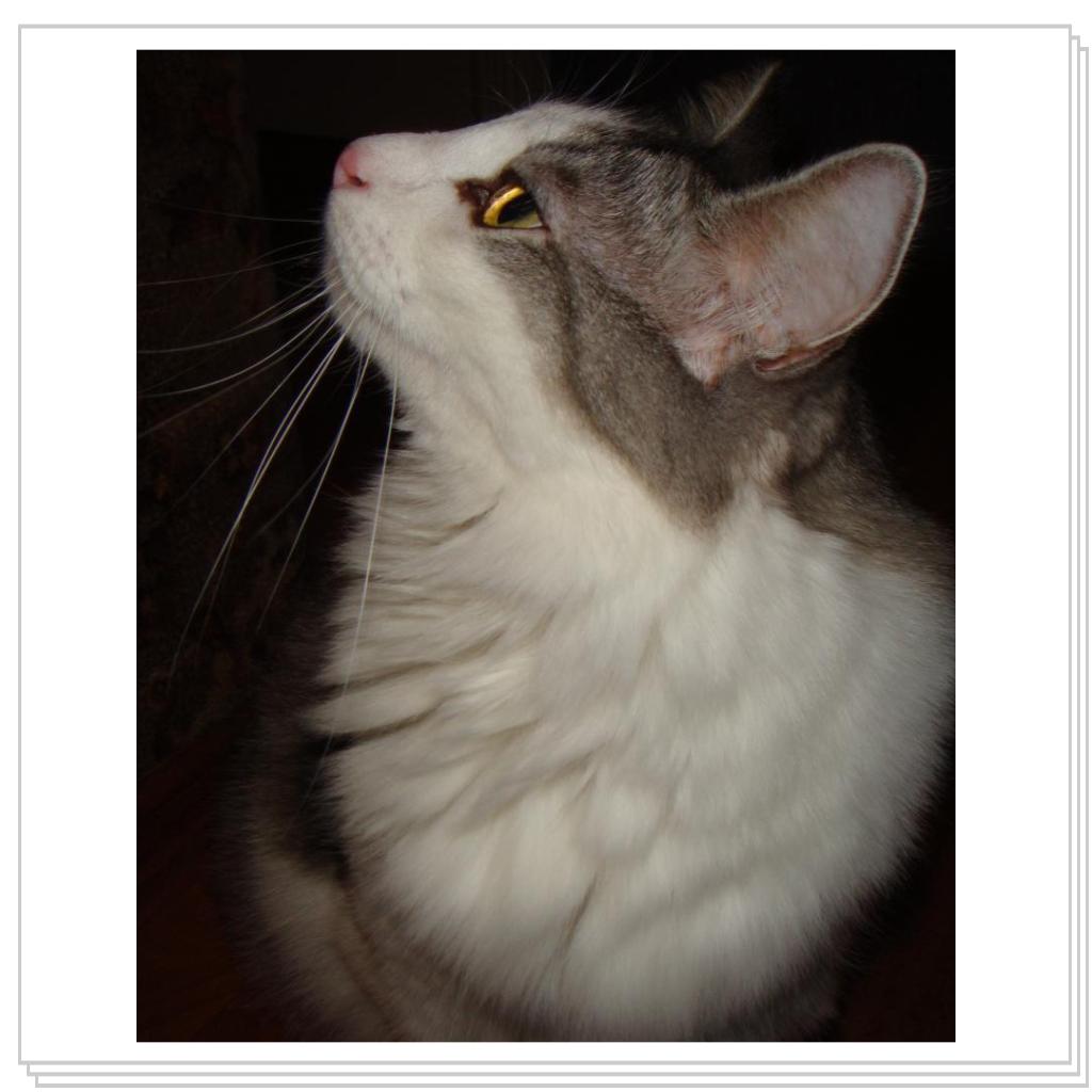 Вот такой красавец Степа!