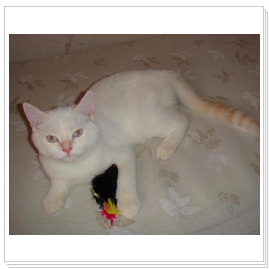 Мышка-любимая игрушка