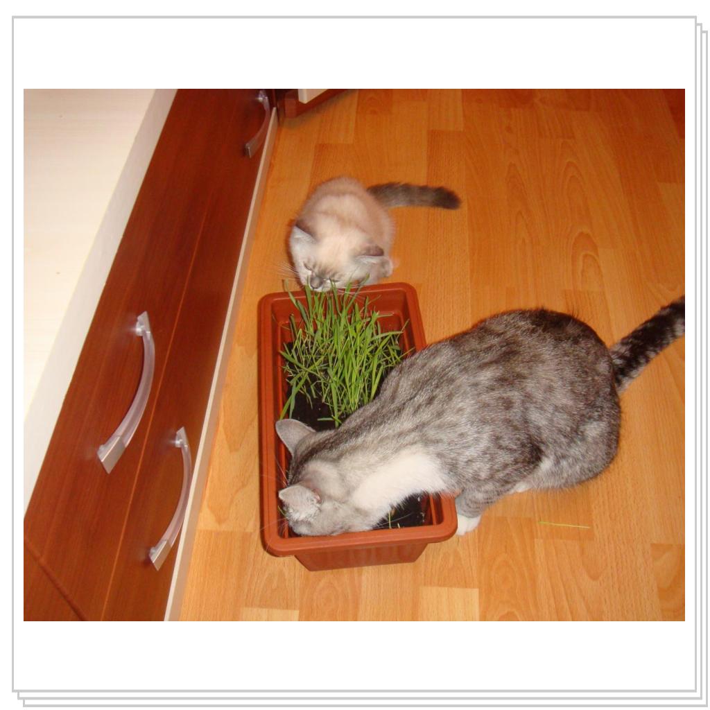 А говорят коты - мясоеды))