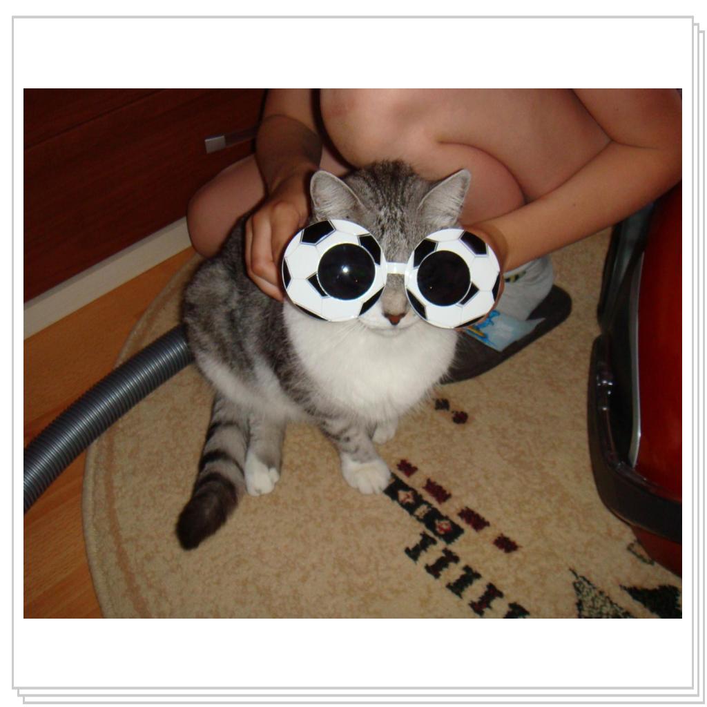 Кошко-енот)))