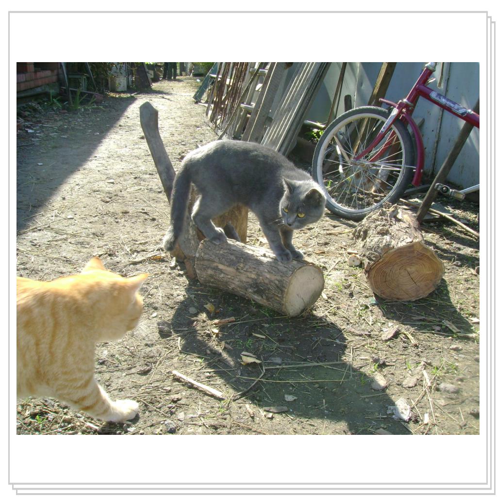 Рыжик мешает Люське позировать на камеру :)))