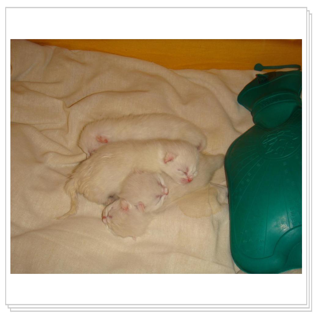 Вот оно - чудо!