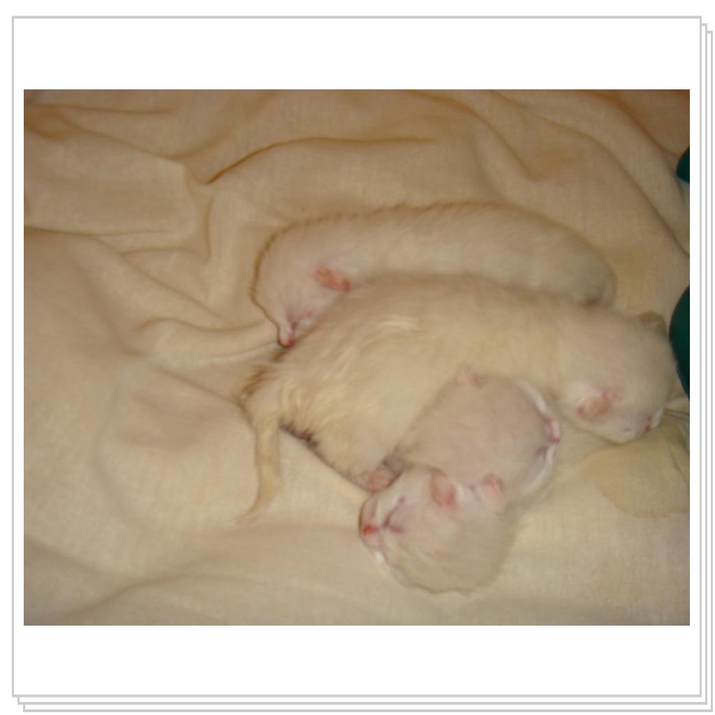 Ну как их можно не любить!