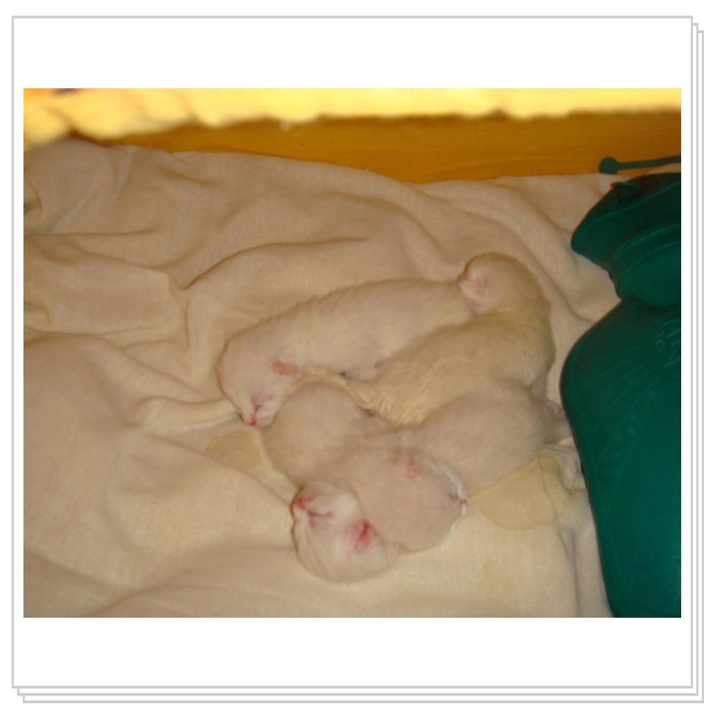 Белоснежки))