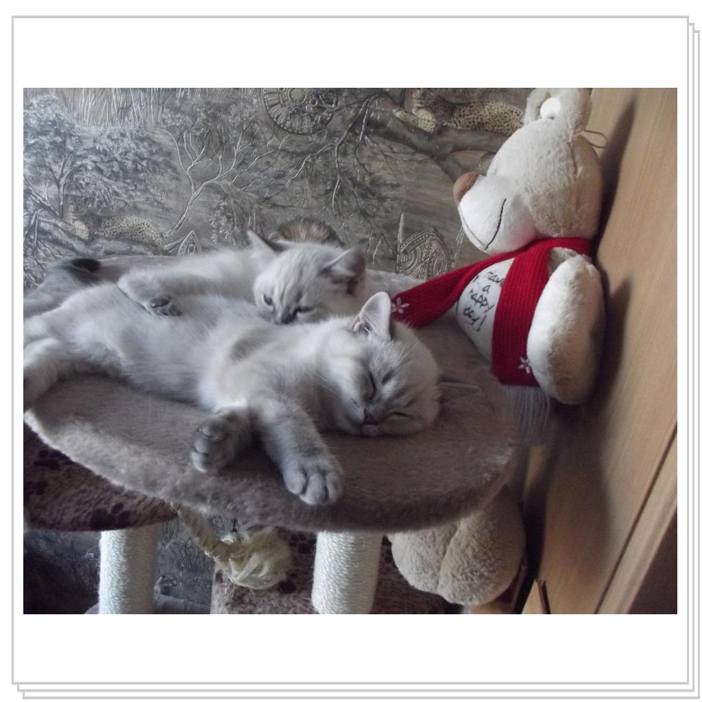 Спят усталые котятки))