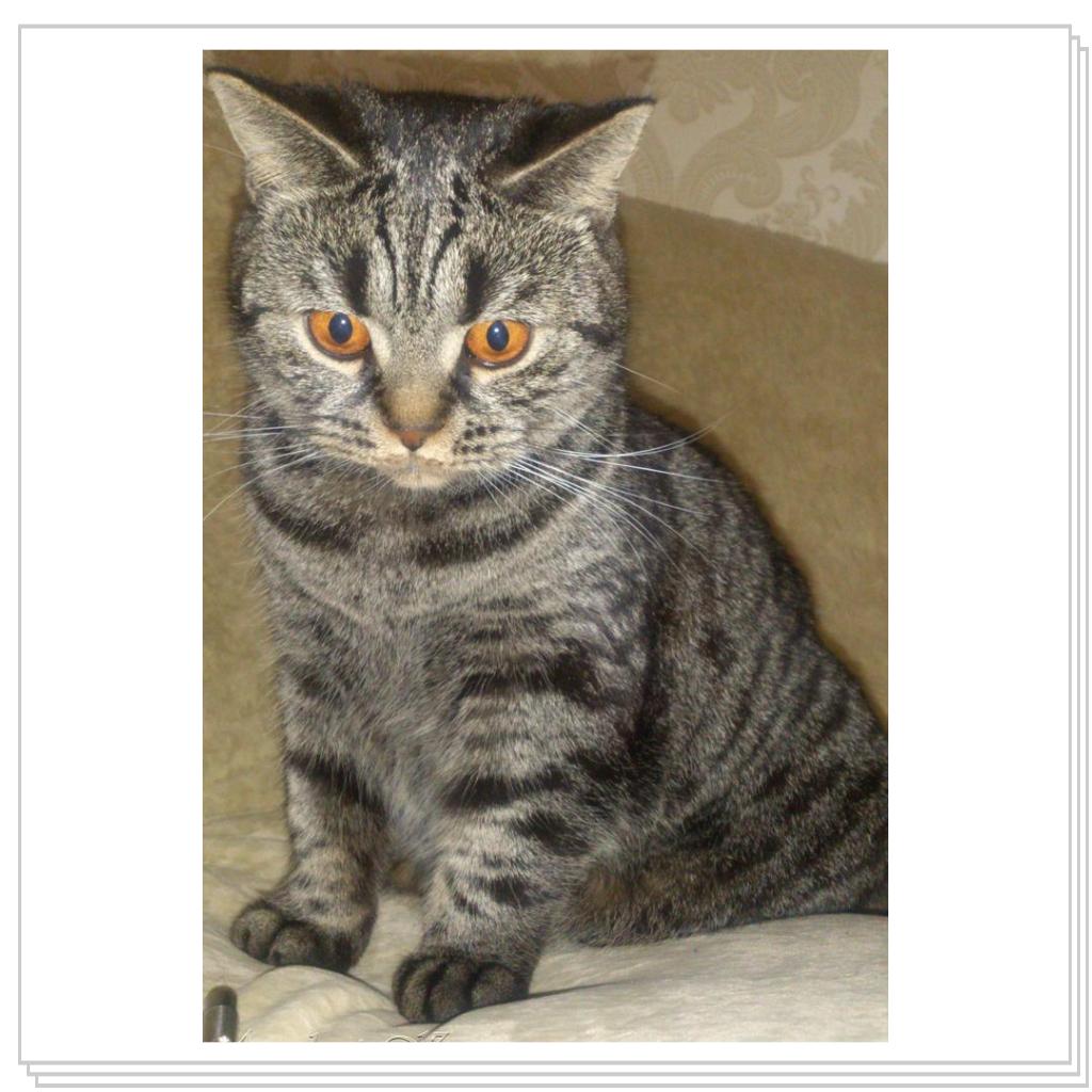 Шотландская кошка. Мила