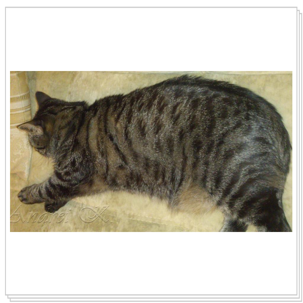 Шотландская кошка. Мила