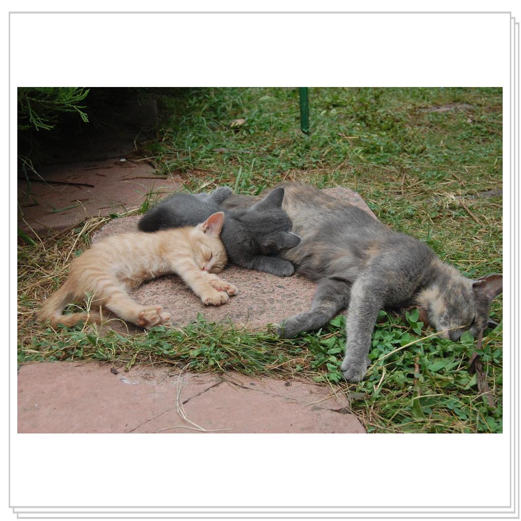 Кошки Крыма