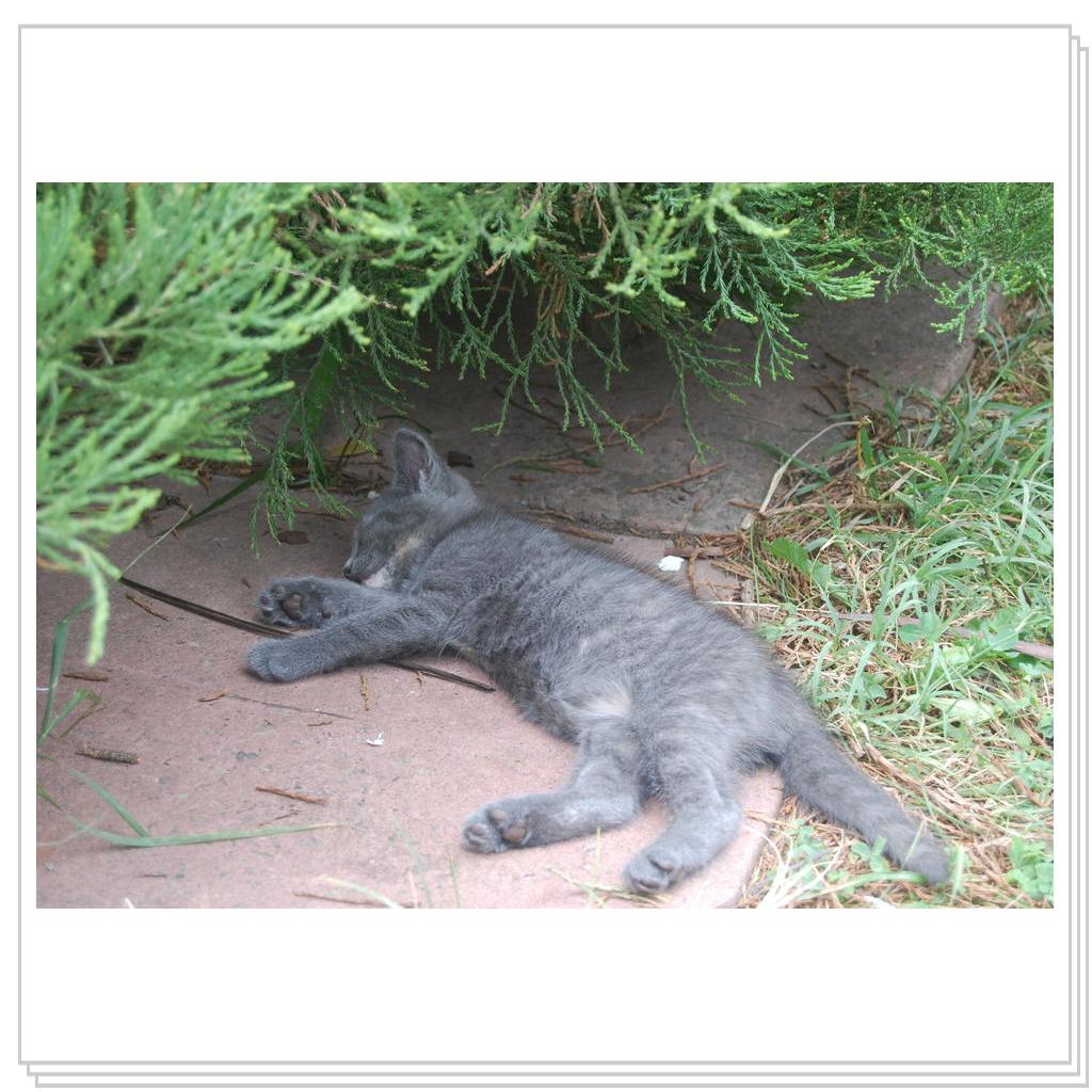 Кошки Крыма